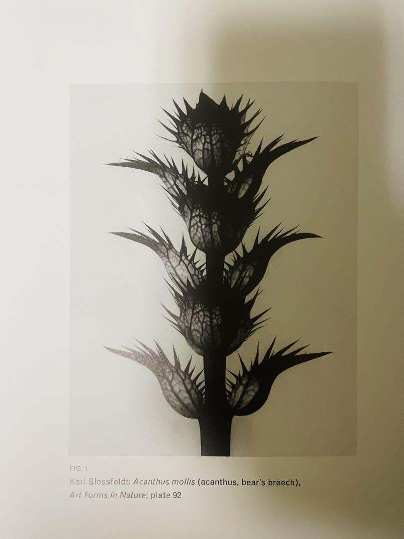 Amazon.co.jp: カールブロスフェルト 植物写真 KARL BLOSSFELDT : おもちゃ