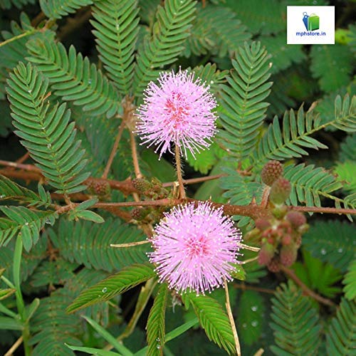 Mphmi Mimosa Pudica, Touch me not, Chui mui - Plant (Plant Height 4 inches, Pack of 1 Mimosa Pudica, Touch me not, Chui mui Plant) (B08SWKNCDX) Amazon Price History, Amazon Price Tracker