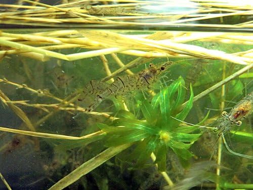 Amazon 生体 スジエビ100匹 エビ 飼育用 餌用にも Emuwai Emuwai 観賞魚 水中生物 通販