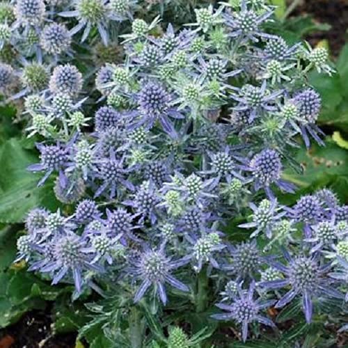 みんなの花屋さん ほのか エリンジューム ブルーホビット 2株セット 【イングリッシュガーデン】のサムネイル