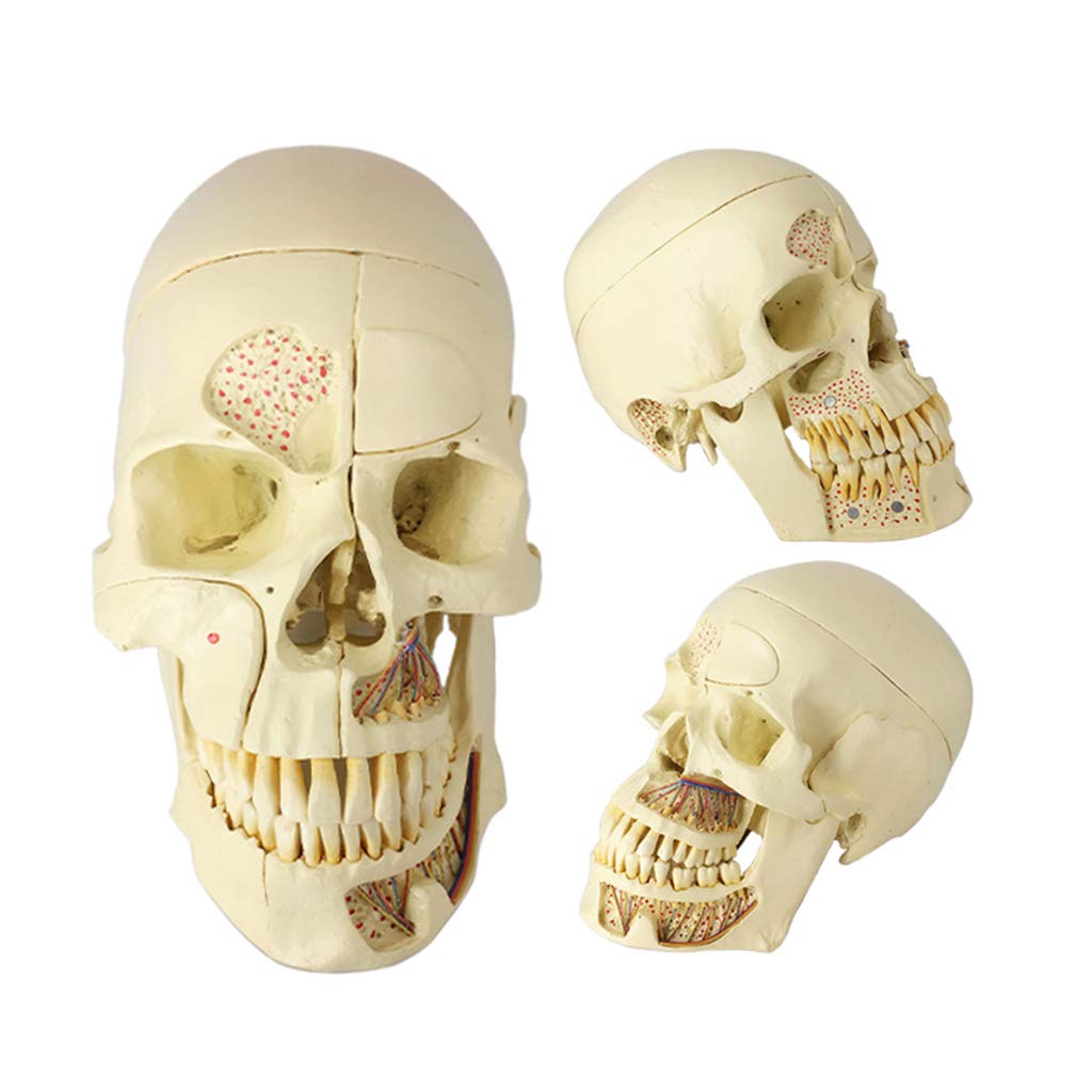 Sjdopulse Human Skull Head Anatomical Model - 1:1 Life Size Human Skull Model With Brain Anatomy Model - Medical Anatomical Skull Model For Medical Training Aid Tool