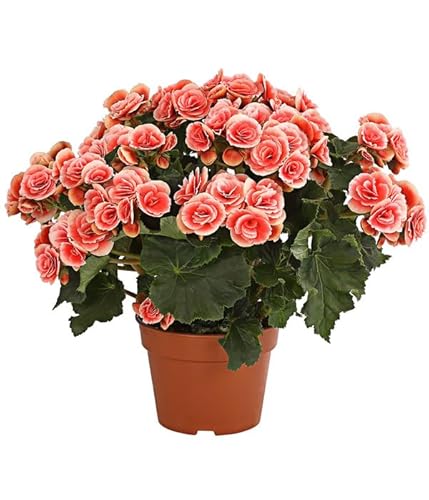 DECOALIVE Begonia Hiemalis Elatior Flor Natural Planta Flores Colores Exclusivos