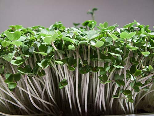 100 - Seeds : Organic Brown Mustard Sprouting Seeds!! - Grow Your OWN Sprouts !! Very ZESTY!!!