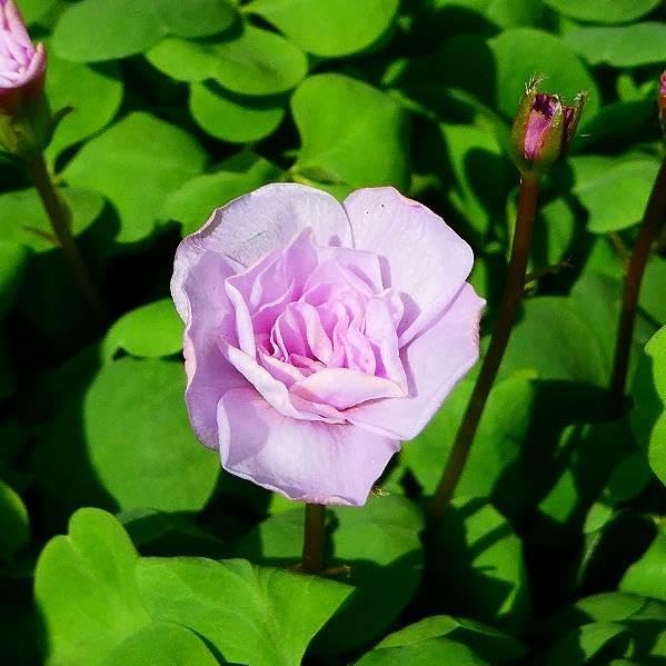 Amazon.co.jp: オキザリス 苗 オックスローズ バラ咲き 3.5号 八重咲き