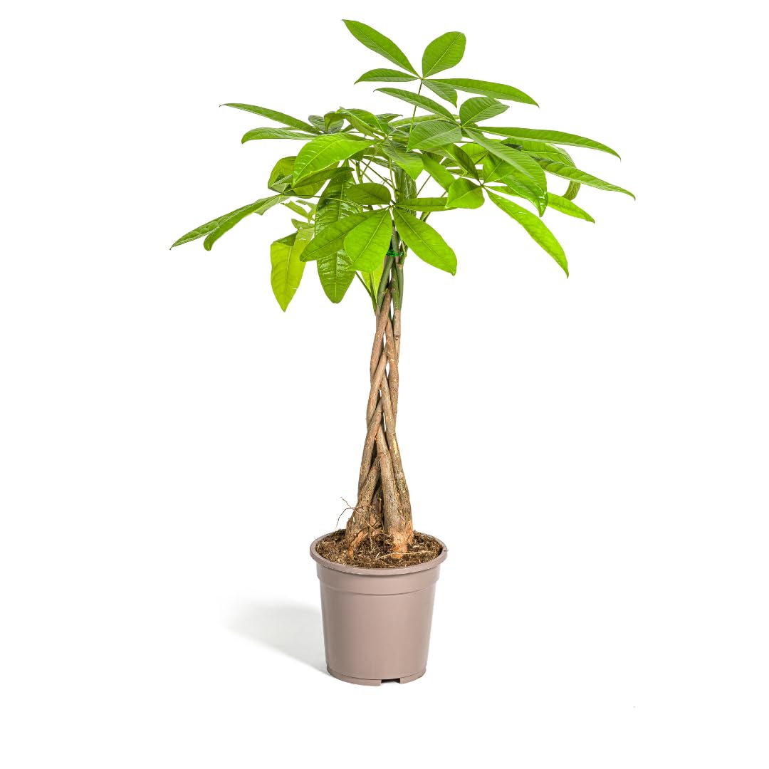 Pachira Aquatica, Roślina doniczkowa, Dekoracja, Zielona, H70-90cm Doniczka Ø19cm