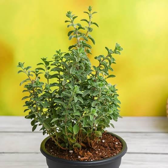 Mphmi NCR Perennial Live Plants Origanum Majorana, Marjoram, Marwa - Plant (B0CF69SM8C) Amazon Price History, Amazon Price Tracker