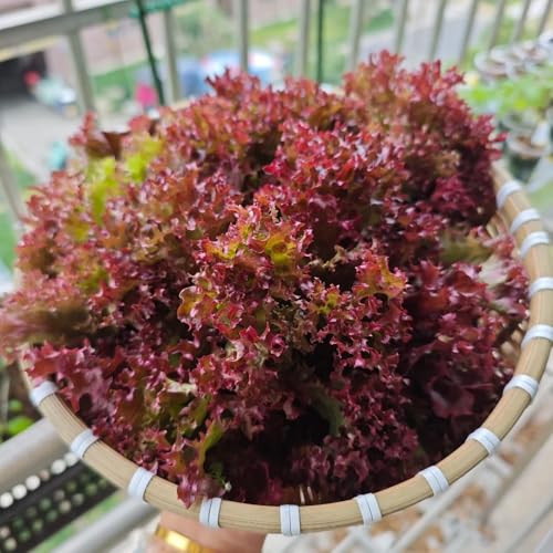 Lettuce Seeds, Leafy Green Plant, Garden Bed Addition, Raised Planter Crop, Home Gardening 100pcs