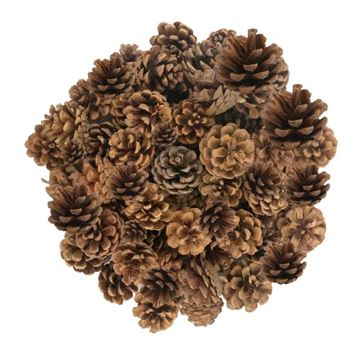 50 cones de pinheiro natural de Natal, pinhas penduradas para árvore de Natal, ornamentos suspensos de 2 a 4 cm, mini cones de pinho para fazer coroas, suprimentos para artesanato, casa, árvore de