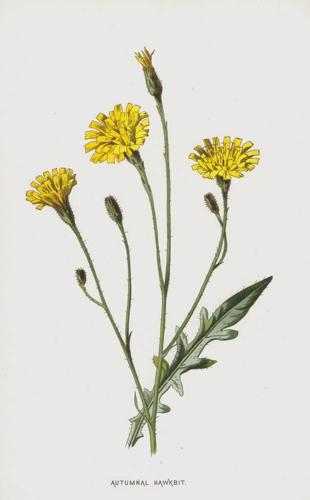 Hawkbit automnal Affiche Impression Prints Toile Peinture Murale