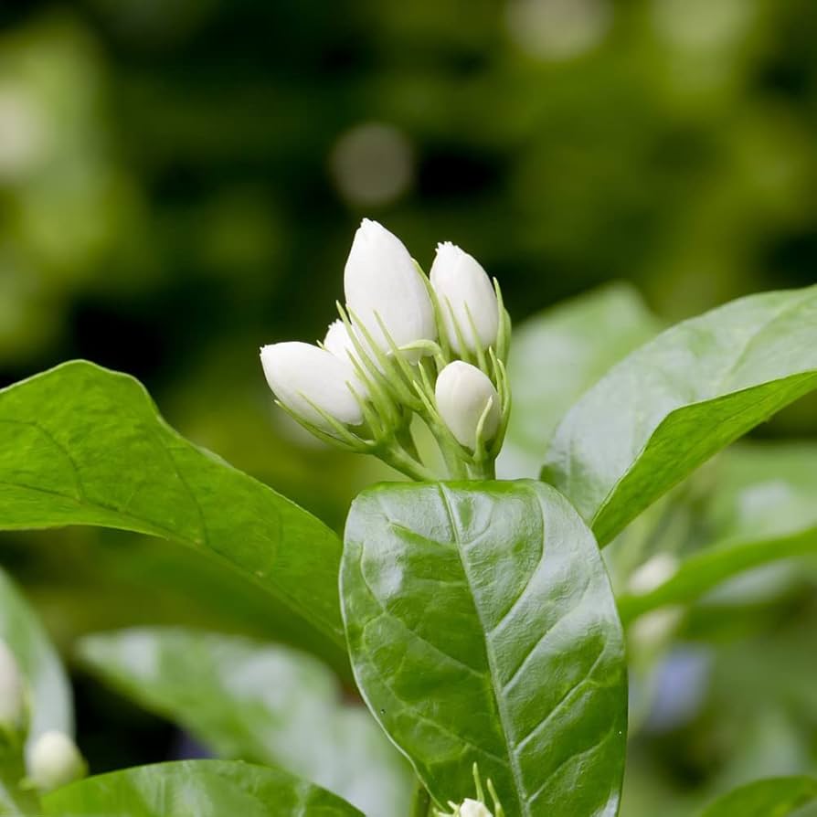 Jasmine♪❤️ Amazon.com : 50pcs Jasmine Seeds for Planting, Non-GMO