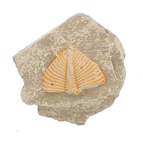 古生物/化石セット 楽天市場】XXTOYS 化石発掘キット 化石標本 化石 発掘 キット