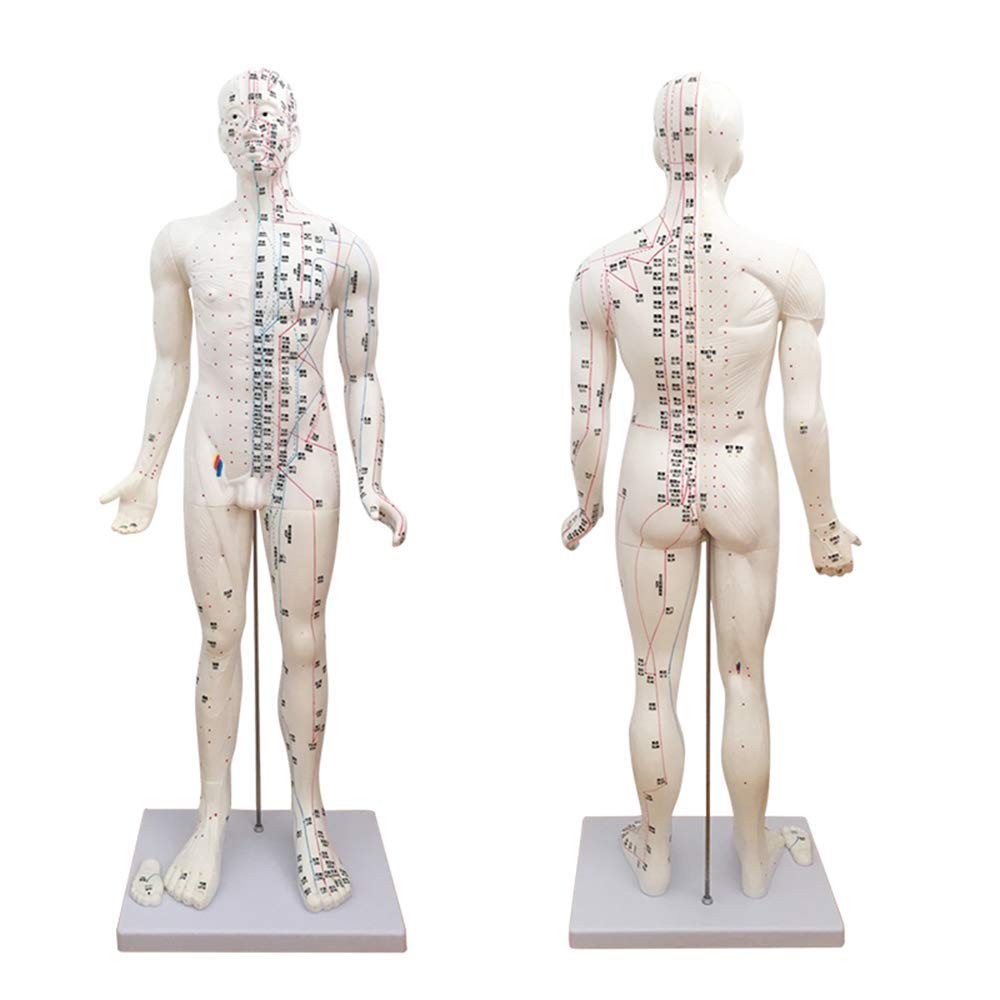 KJZQXYX 85Cm Acupuncture Model,Medicine Acupunctur Model,Human Meridian Points Chinese Medicine Health Massage,for Teaching Display (White)