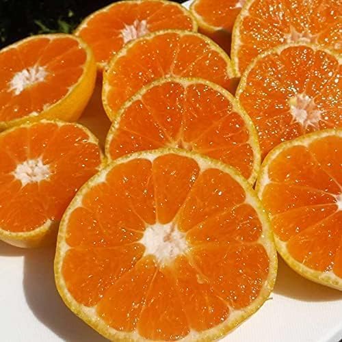 ݂ Â ݂ _ a̎R uh Lc݂ lC ݂ a̎R  ʕ _ƒ 󂠂 (2L(xr[݂))