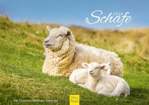 Edition Seidel Calendario premium de ovejas 2026, formato DIN A4, calendario de pared, calendario animal, oveja, cordero, bock, mascotas, Christian Müringer