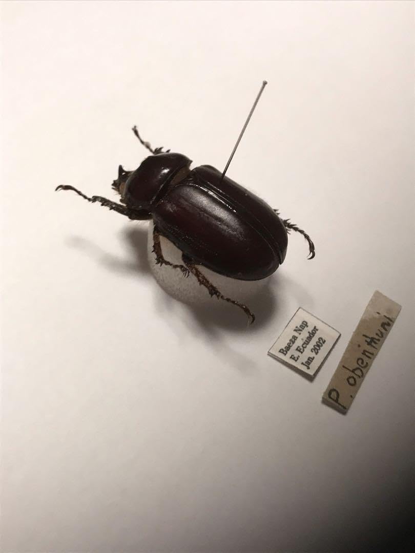 Amazon.co.jp: エクアドル産 激レア 小型カブトムシ 標本