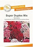 Blumensamen Super Duplex Bartnelke, Gefüllte Prachtmischung Portion