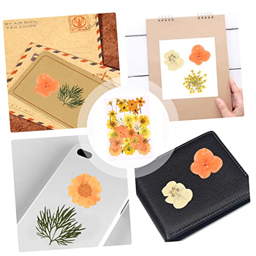 Flores secas elegantes para manualidades Pack 40 piezas miniatura 7