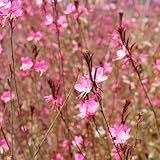 Clovers Garden Gaura Siskiyou Pink Plants - Two (2) Live Plants – Non-GMO - Not Seeds - Each 4' to 8' Tall – in 4' Inch Pots - Perennial, Pollinator Friendly, Continuous Blooms