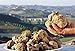 White Truffle Mushroom Spores – Tuber Magnatum | Gourmet Delicacy | Highly Prized for Rich, Earthy Aroma & Culinary Excellence