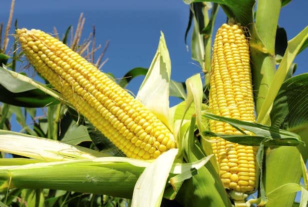 generic UNNAT SEEDS Sweet Corn (Meetha Makka) (100+Seeds) Vegetable Seeds for Home Garden, Organic & Hybrid, Perfect for Home Gardening, Planting For Pots and Patio-picture-39