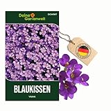 Blaukissen Violett Samen - Aubrieta cultorum - Blaukissensamen - Blumensamen - Saatgut für 100 Pflanzen