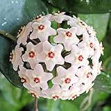 Hoya Carnosa Seeds Wax Plant Fragrant Perennial Low Maintenance Easy to Care Tropical Succulent Containers Indoor Trellis 100Pcs Flower Seeds by YEGAOL Garden