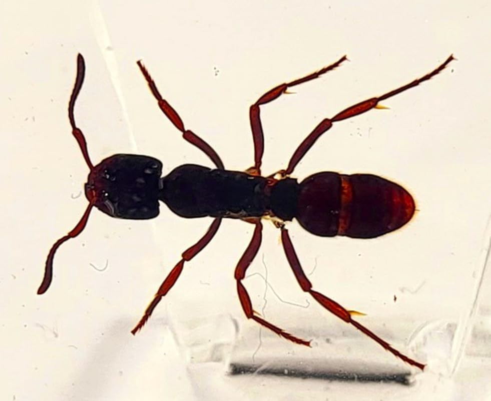 44mm Real Tropical Giant Ant in Crystal Clear Lucite Resin