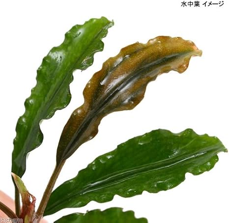高級感 Etu様 インボイス ブセファランドラ カユラピス 植物 観葉植物 インテリア 住まい 小物 11 699 Jkkniu Edu