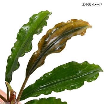 Amazon.co.jp: （水草）ブセファランドラsp．グリーン