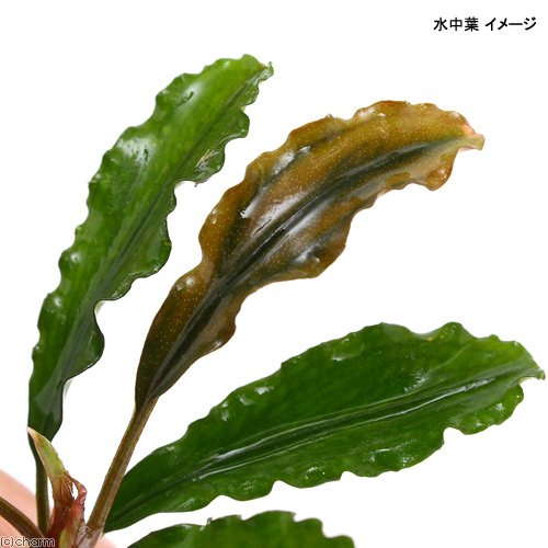 Amazon.co.jp: （水草）ブセファランドラsp．グリーン