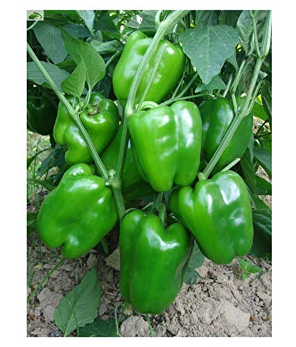 Jioo Organics Asia Hybrid Green Capsicum Seeds For Kithen Garden (B08151HR8M) Amazon Price History, Amazon Price Tracker