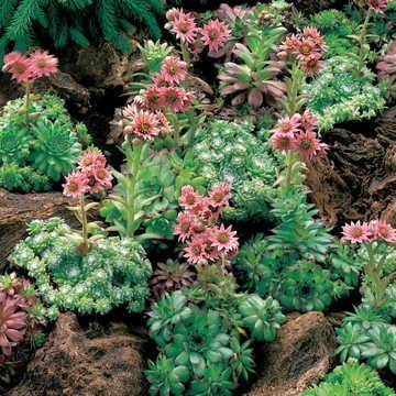 Park Seed Hens & Chicks Hardy Succulent Blend