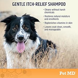 Pet MD Oatmeal & Aloe Shampoo for Dogs and Cats – Nourishing Anti Itch for Sensitive Dry Skin & Flaking – Professional Grooming & Moisturizing Dog Shampoo Gallon