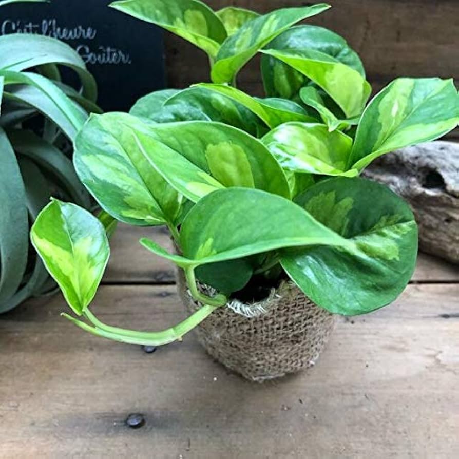 ポトス グローバルグリーン 斑入り 観葉植物