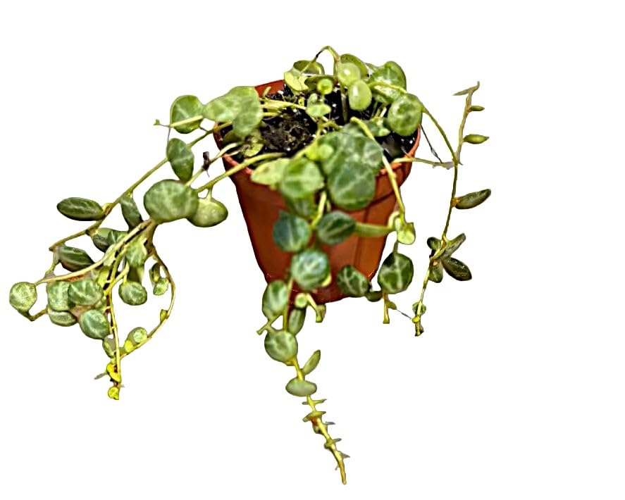Live String of Turtles Plant, Peperomia Prostrata, 2-Inch Pot, Indoor Trailing Houseplant