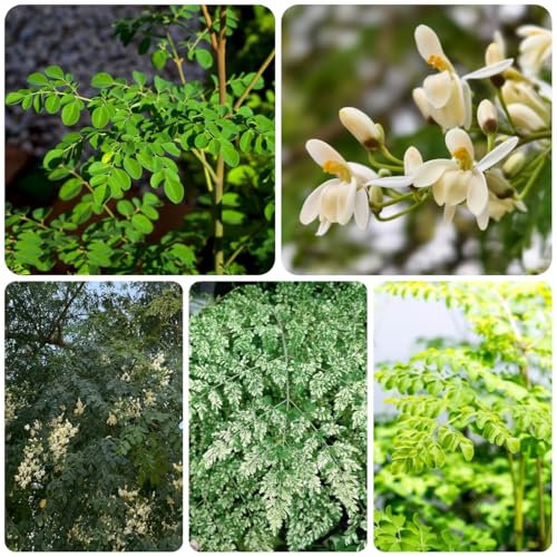comprar semillas de árbol de moringa - Planta exótica, plantas de jardín, perenne resistente. plantas de balcón en macetas de bonsái flores semillas de plantas flores silvestres 100pcs