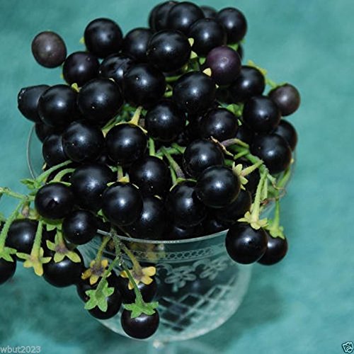 Wonderberry or Sunberry, Prefect for Jams,Jellies, and Pies ! 100 Seeds