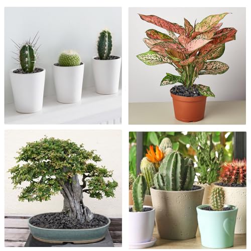 Image of 5 lbs Pebbles for Indoor Plants, Succulent, Cactus, 1 /5 Inch Small Lava Rock for Plants Drainage, Natural Horticultural Volcanic Rock, Top-Dressing