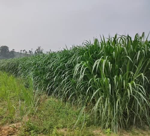 Logarithm? Thailand Super Napier multi-cut hybrid fodder grass slips (5 stumps)