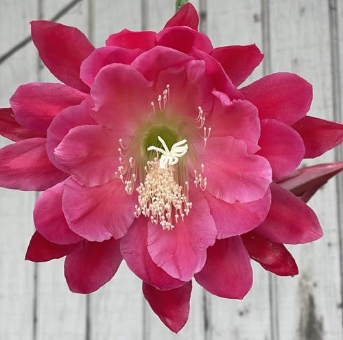 Epiphyllum 'Two Toned Pink' Fully-Rooted Starter Pot - Orchid Cactus