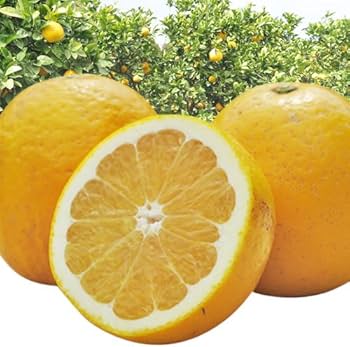 Amazon.co.jp: プレミアム河内晩柑 訳あり10kg 樹齢20年以上限定