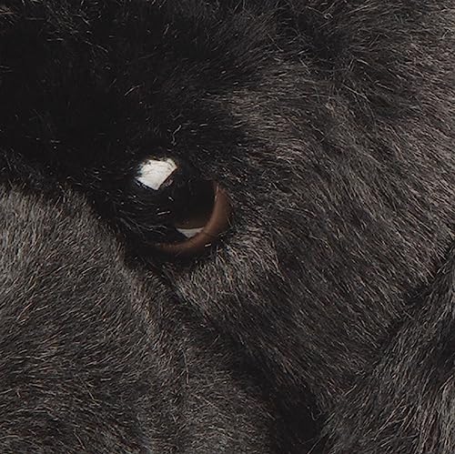 Suki Gifts International 12092 Großer ruhender schwarzer Labrador