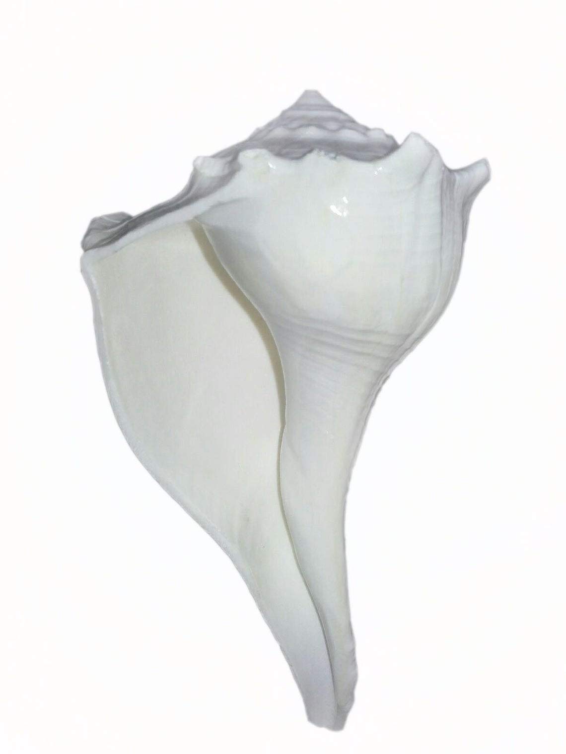 Bianco Dakshinavarti Shankh Puja Conch Shell Hindu Religion Pooja Uso per preghiera (15,2 cm)