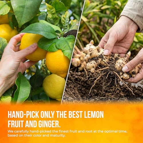 Image of FreshDrinkUS, Premium 150 Lemon Ginger Tea Bags, 100% Natural Ingredients, Hand-made Blend of Lemon and Ginger, Eco-conscious Tea Bags. No Sugar, No Caffeine, Vegan.