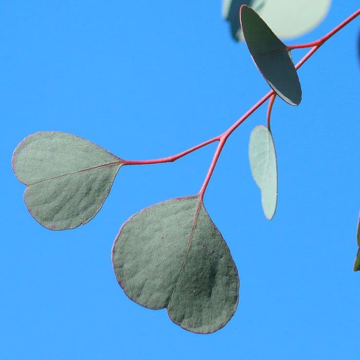 Miniatura 5 de Park Seed Cultiva tu propia planta de semillas de eucalipto, perfecta para cultivo en interiores y jardín de primavera, Silver Dollar, paquete de 50