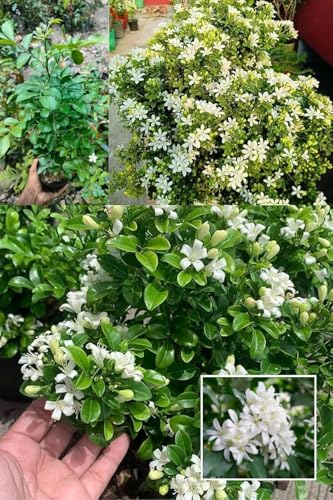 Image of All Time Madhu Kamini Murraya paniculata, Orange Jasmine, Kamini Flower Live Plant (Height 1 Feet) Air Layered Baromasi Flower, Fragrance: Sweet, orange-blossom For Home Garden Balcony