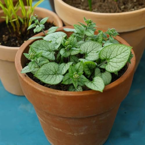nomeolvides del Cáucaso - de jardín de semillas verano semillas resistentes silvestres 60pcs