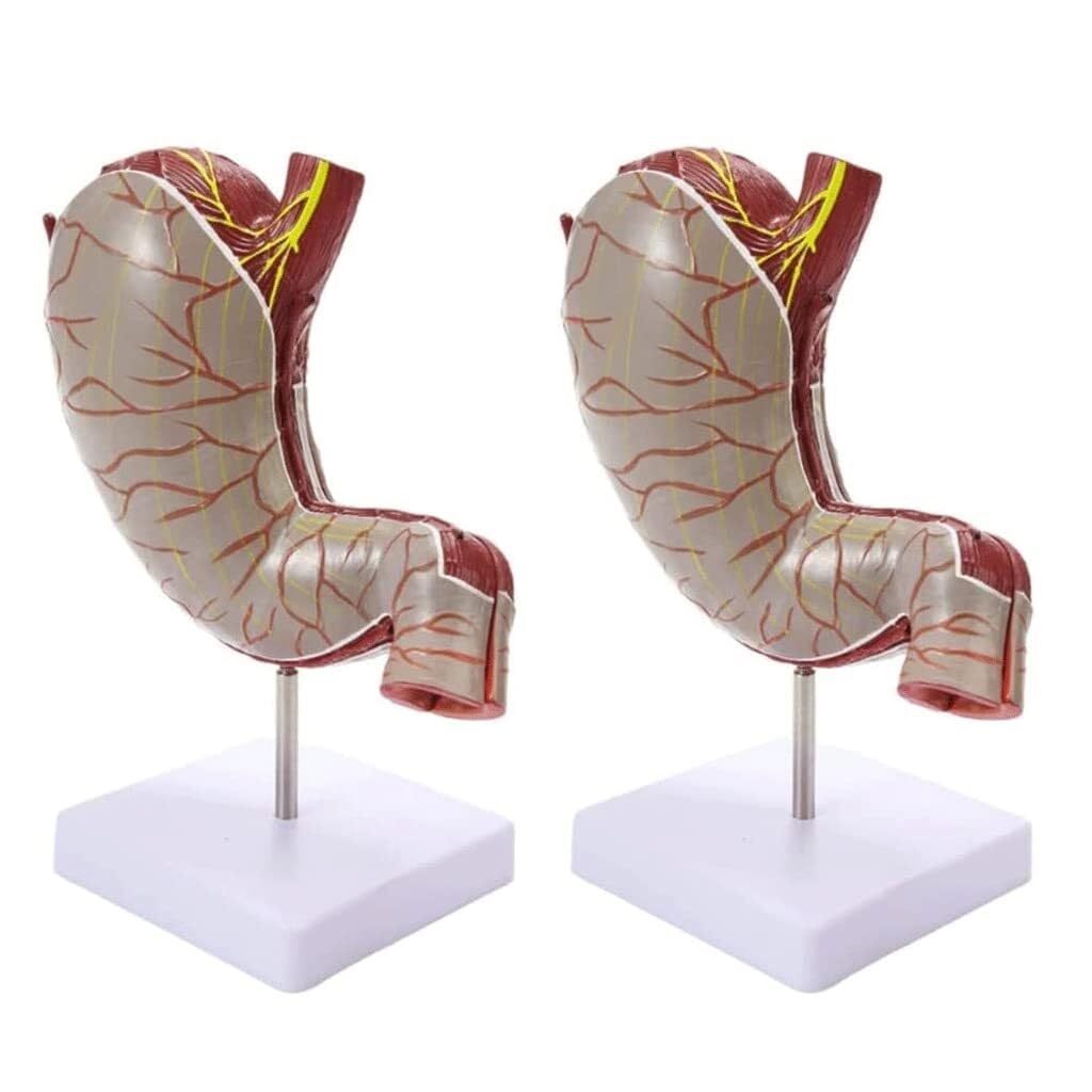 XINGLUOY Human stomach anatomy model, skeleton, 1.5 times magnification, divided into 2 parts, human for learning(2 Pack)