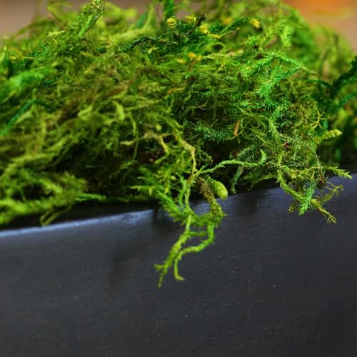 Image of SuperMoss (25324) Forest Moss Preserved - Long-Lasting Natural Moss for Indoor /Outdoor Plants, Crafting, and Home Decor, 1,400 cu in, Green