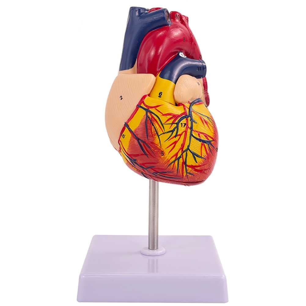 Modèle pédagogique de cœur humain et anatomie en relief pour étudiants